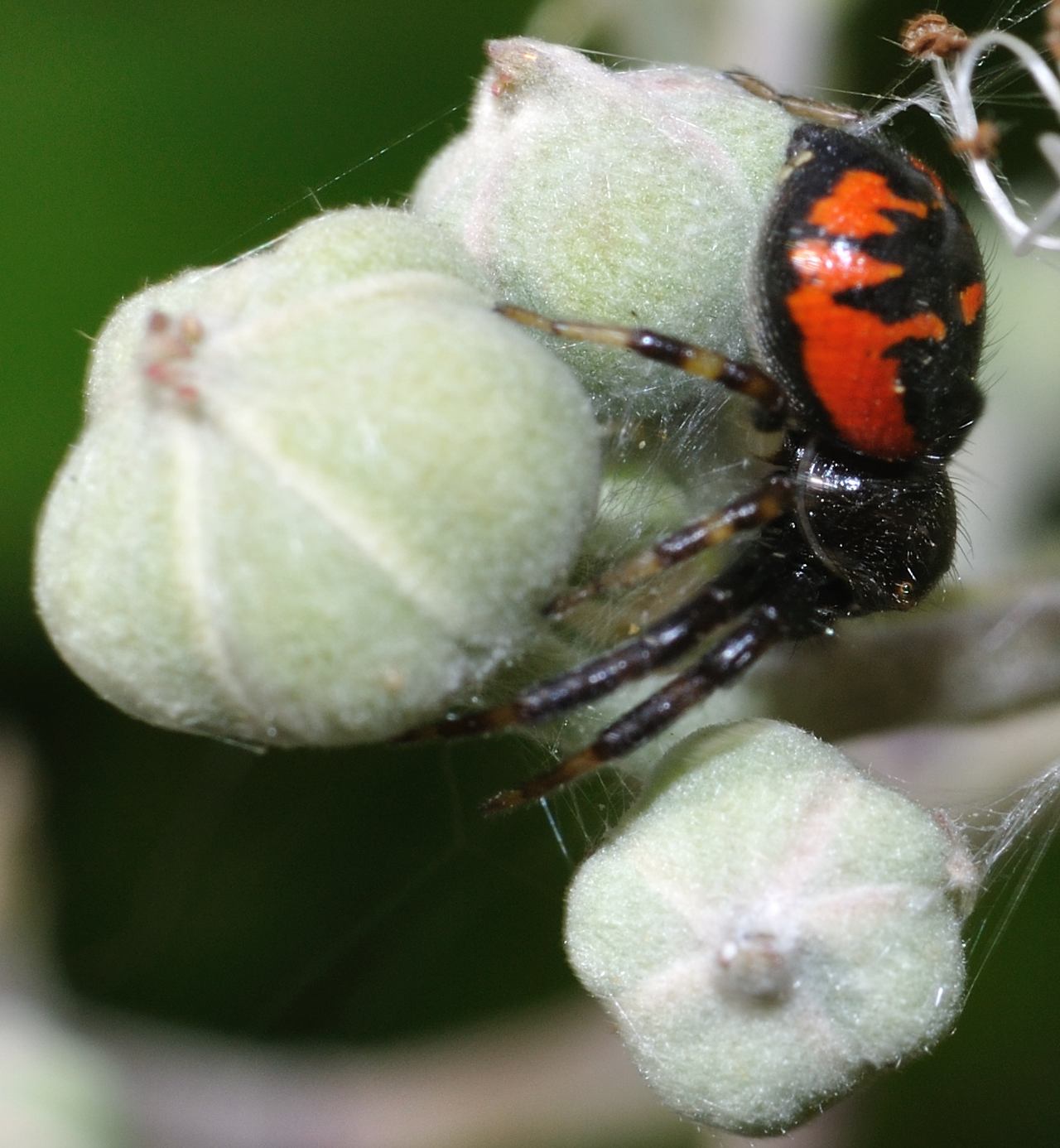 Synema globosum